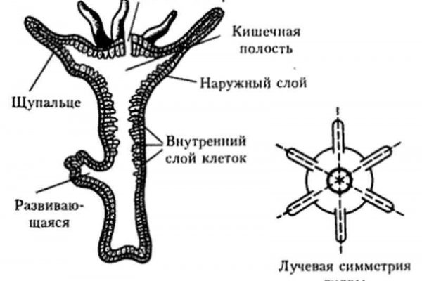 Кракен рабочая ссылка
